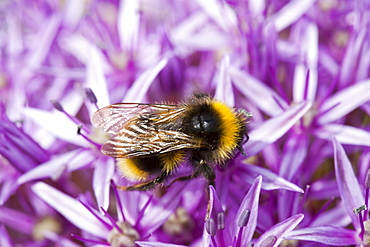 Bumblebee feeding on garden plants, United Kingdom, Europe