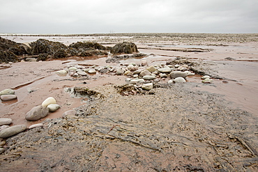 Tree trunks preserved in a submarine forest revealed at low tide at Porlock Weir in Somerset, England, United Kingdom, Europe