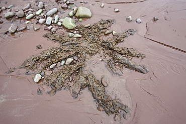 Tree trunks preserved in a submarine forest revealed at low tide at Porlock Weir in Somerset, England, United Kingdom, Europe