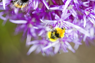 Bumblebee feeding on garden plants, United Kingdom, Europe