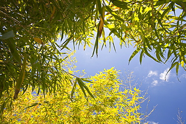 Bamboo growing in a garden in Cornwall, England, United Kingdom, Europe