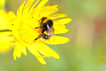 Bumblebee feeding on garden plants, United Kingdom, Europe