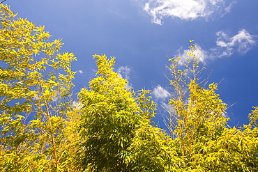 Bamboo growing in a garden in Cornwall, England, United Kingdom, Europe