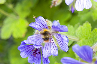 Bumblebee feeding on garden plants, United Kingdom, Europe