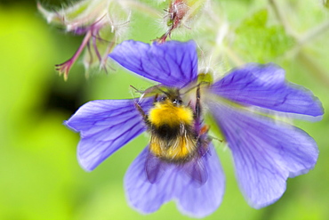 Bumblebee feeding on garden plants, United Kingdom, Europe