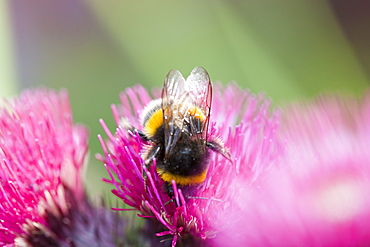 Bumblebee feeding on garden plants, United Kingdom, Europe