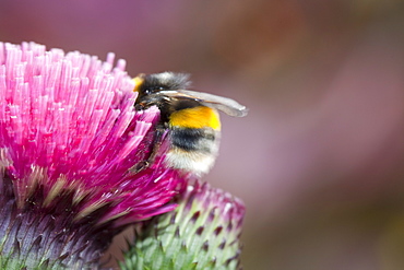 Bumblebee feeding on garden plants, United Kingdom, Europe