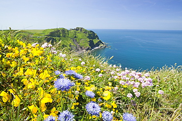 Wildflowers near Hartland Point in Devon, England, United Kingdom, Europe