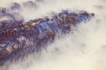 Seaweed washing around in the surf on coastal rocks in Ilfracombe, Devon, England, United Kingdom, Europe