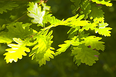 Oak leaves in Spring, Devon, England, United Kingdom, Europe