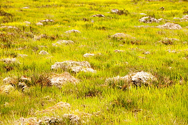 Peat bog on Exmoor in Devon, England, United Kingdom, Europe