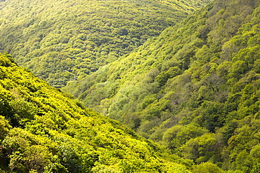 A wooded valley between Heddons Mouth and Hunters Inn on the north Devon Coast, England, United Kingdom, Europe