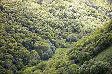 A wooded valley between Heddons Mouth and Hunters Inn on the north Devon Coast, England, United Kingdom, Europe