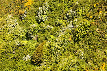 Vegetation on the steep sea cliffs of the North Devon Coast near Combe Martin, Devon, England, United Kingdom, Europe