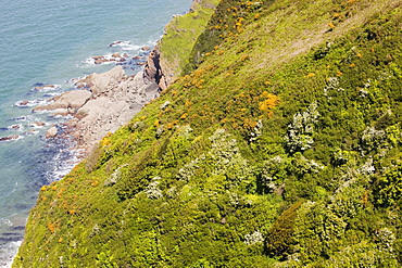 Vegetation on the steep sea cliffs of the North Devon Coast near Combe Martin, Devon, England, United Kingdom, Europe