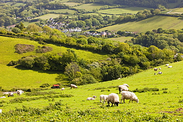 Field boundaries on ancient farmland above Combe Martin in north Devon, England, United Kingdom, Europe