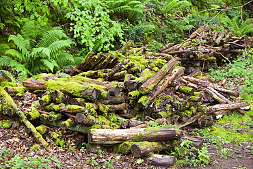 Rotting timber piles in woodland near Lynton, North Devon, England, United Kingdom, Europe