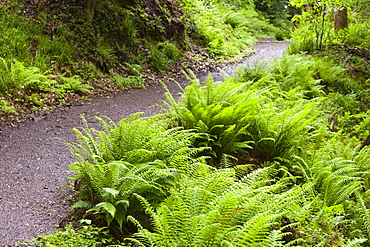 Ferns in damp woodland near Lynton in north Devon, England, United Kingdom, Europe