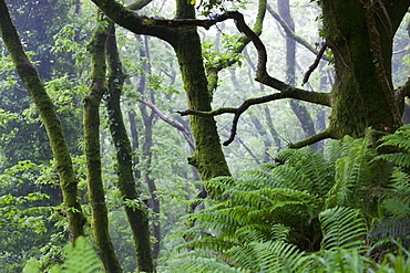 Damp woodland near Lynton in north Devon, England, United Kingdom, Europe