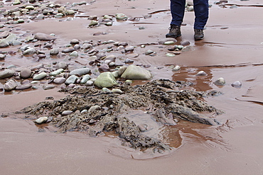 Tree trunks preserved in a submarine forest revealed at low tide at Porlock Weir in Somerset, England, United Kingdom, Europe