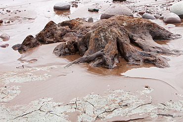 Tree trunks preserved in a submarine forest revealed at low tide at Porlock Weir in Somerset, England, United Kingdom, Europe