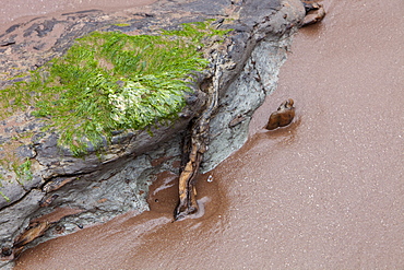 Tree trunks preserved in a submarine forest revealed at low tide at Porlock Weir in Somerset, England, United Kingdom, Europe