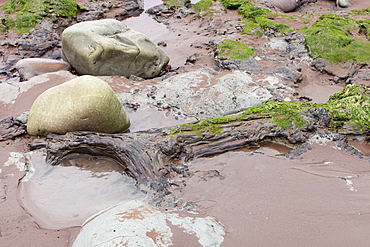 Tree trunks preserved in a submarine forest revealed at low tide at Porlock Weir in Somerset, England, United Kingdom, Europe