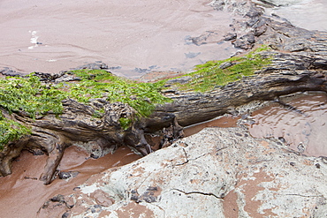 Tree trunks preserved in a submarine forest revealed at low tide at Porlock Weir in Somerset, England, United Kingdom, Europe