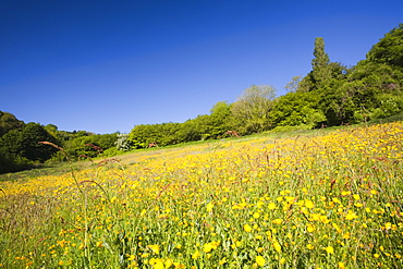 Buttercups flowering in a hay meadow in Berrynarbor in North Devon, England, United Kingdom, Europe