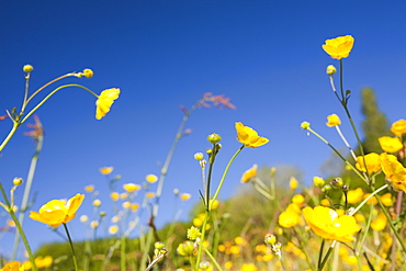 Buttercups flowering in a hay meadow in Berrynarbor in North Devon, England, United Kingdom, Europe