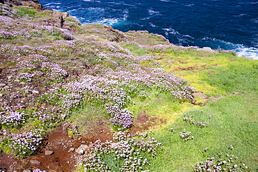 Grass discoloured by polluted water leaching out of the old Geevor tine mine near Pendeen, Cornwall, England, United Kingdom, Europe