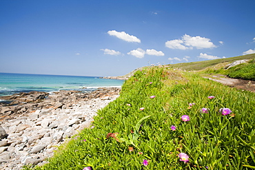 Escaped garden flowers on the Cornish coast at Porth Nanven near Lands End, Cornwall, England, United Kingdom, Europe