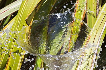 A water feature in a garden in Devon, England, United Kingdom, Europe