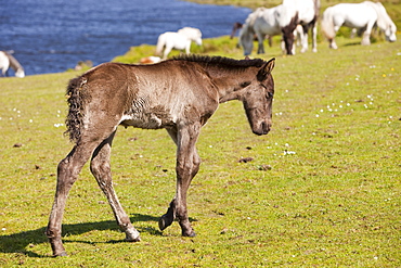 Ponies and foal on Bodmin Moor in Cornwall, England, United Kingdom, Europe