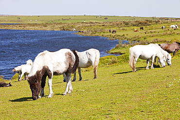 Ponies on Bodmin Moor in Cornwall, England, United Kingdom, Europe