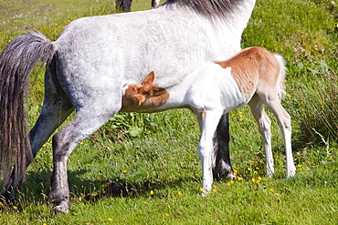 Pony and foal on Bodmin Moor in Cornwall, England, United Kingdom, Europe