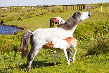 Pony and foal on Bodmin Moor in Cornwall, England, United Kingdom, Europe