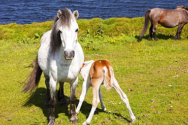 Pony and foal on Bodmin Moor in Cornwall, England, United Kingdom, Europe