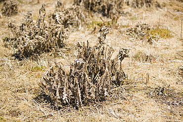 Pants killed by drought in Devon, England, United Kingdom, Europe