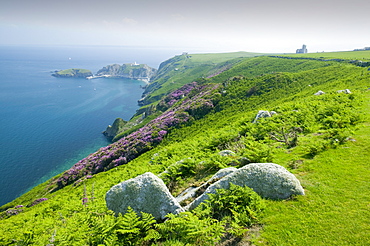 Rhododendrons on Lundy Island, Devon, England, United Kingdom, Europe