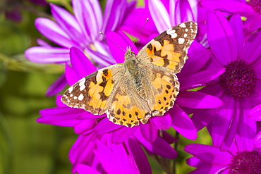 A Painted Lady butterfly feeding on garden flowers, United Kingdom, Europe