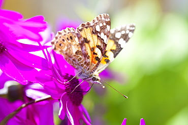 A Painted Lady butterfly feeding on garden flowers, United Kingdom, Europe