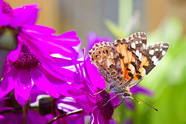 A Painted Lady butterfly feeding on garden flowers, United Kingdom, Europe