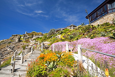 The Minack theatre at Porthcurno in Cornwall, England, United Kingdom, Europe