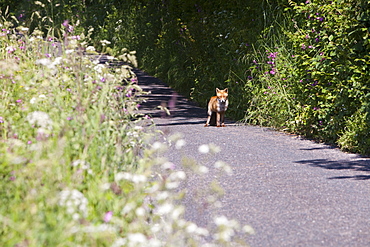 A young fox cub on a country lane near St. Just, Cornwall, England, United Kingdom, Europe