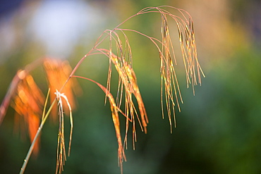 Grass seed heads backlit by late evening light