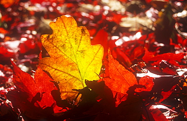 Leaves in Autumn