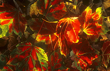 Leaves in Autumn