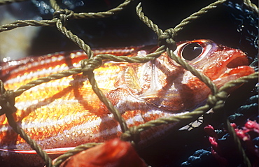 A fish caught in a fishing net