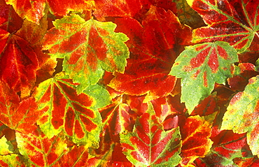 Leaves in Autumn